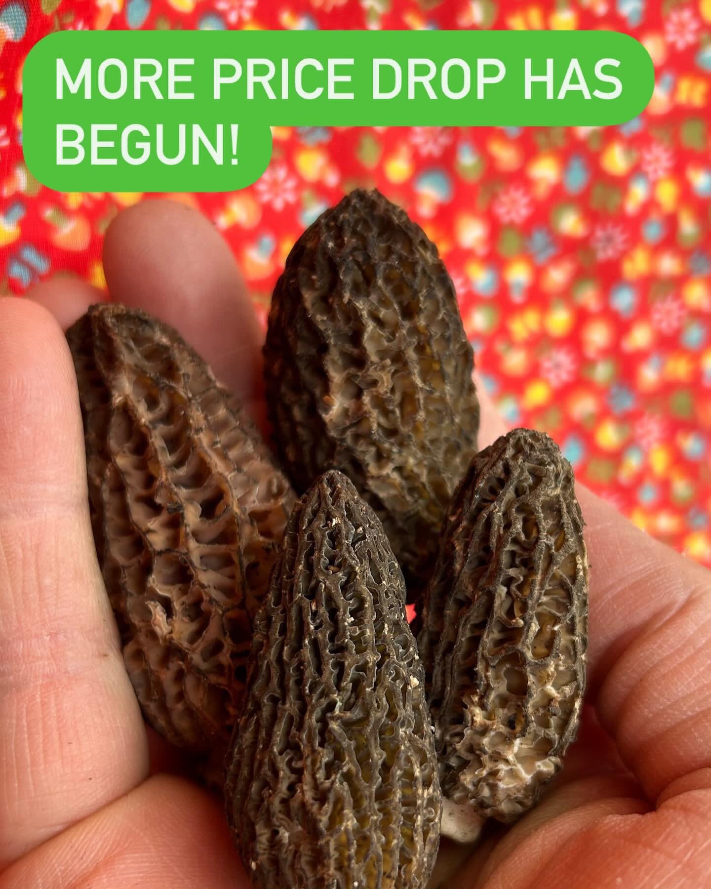 Suppose to say &ldquo;MOREL&rdquo; price drop has begun
.
Other weekend funs and goodies- lots of greens/wild onions/green garlic etc
.
Not to mention OF COURSE MORELS- now $15/quarter pound (for burns)- PLENTY FOR THE WEEKEND- I don&rsquo;t think we