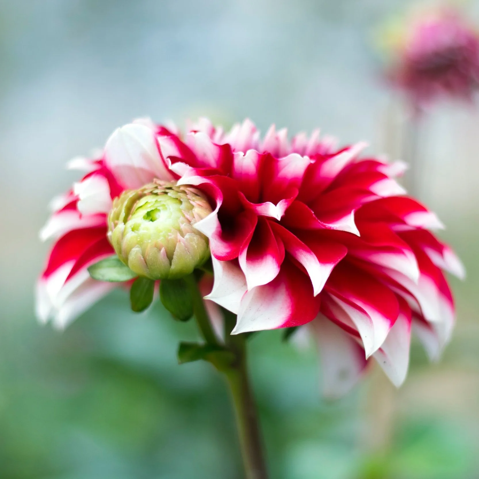Photo by Mamun Srizon via Unsplash