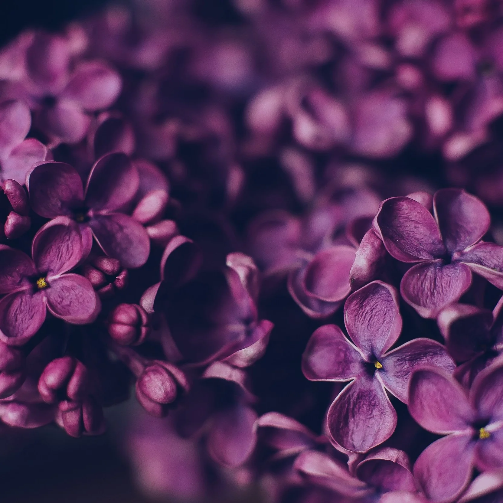 Photo by Adam Przeniewski via Unsplash