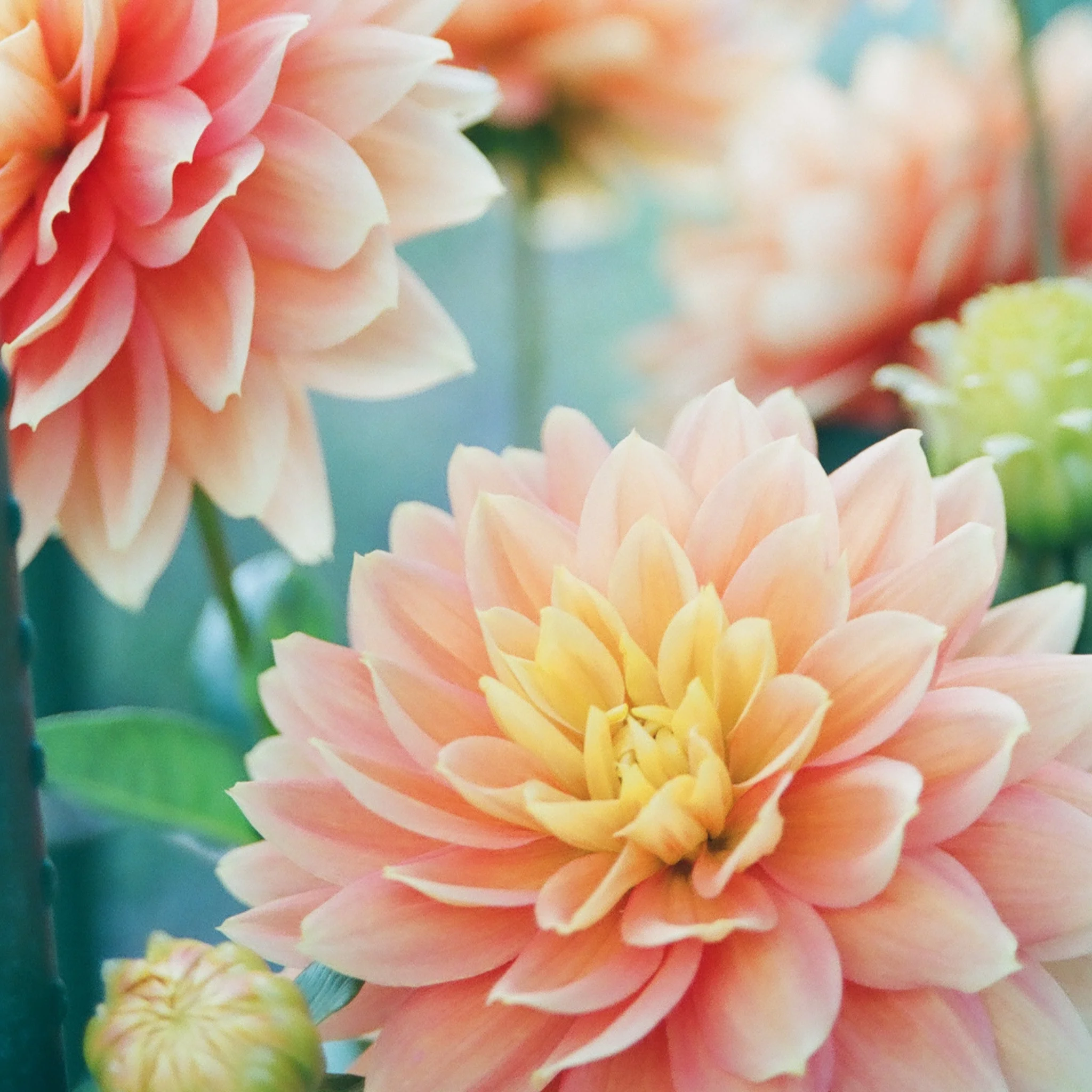 Photo by Mio Ito via Unsplash