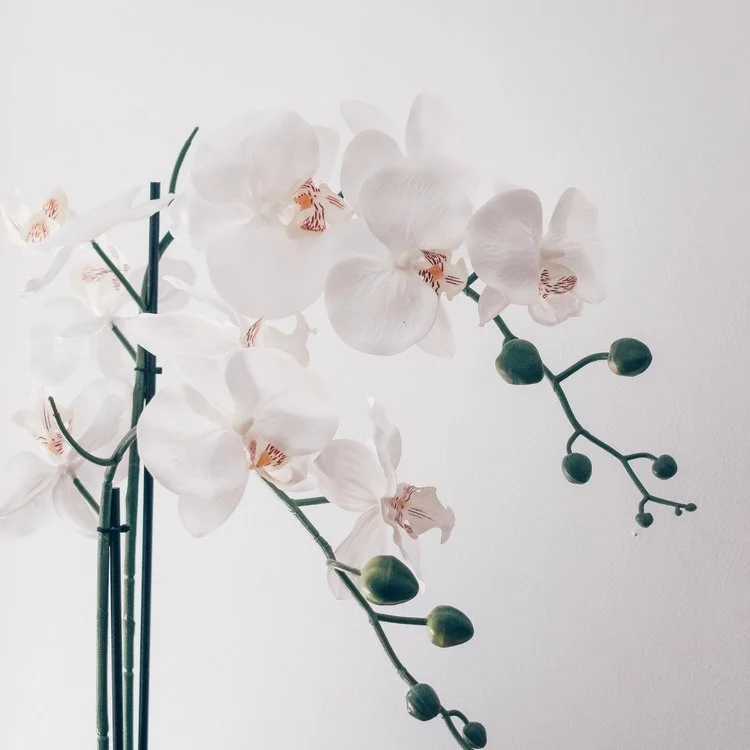 Photo by Harper Sunday via Unsplash