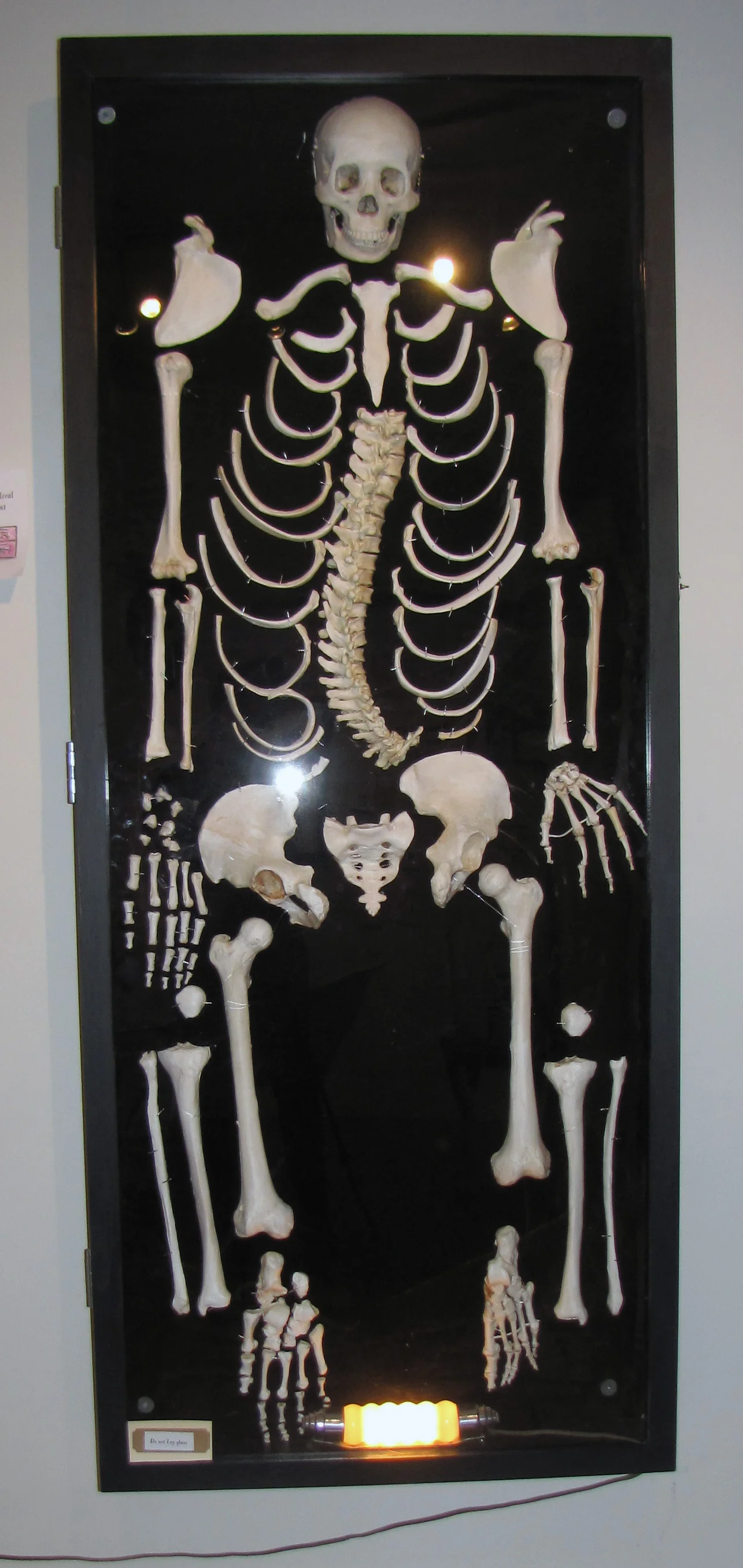 skeleton.jpg