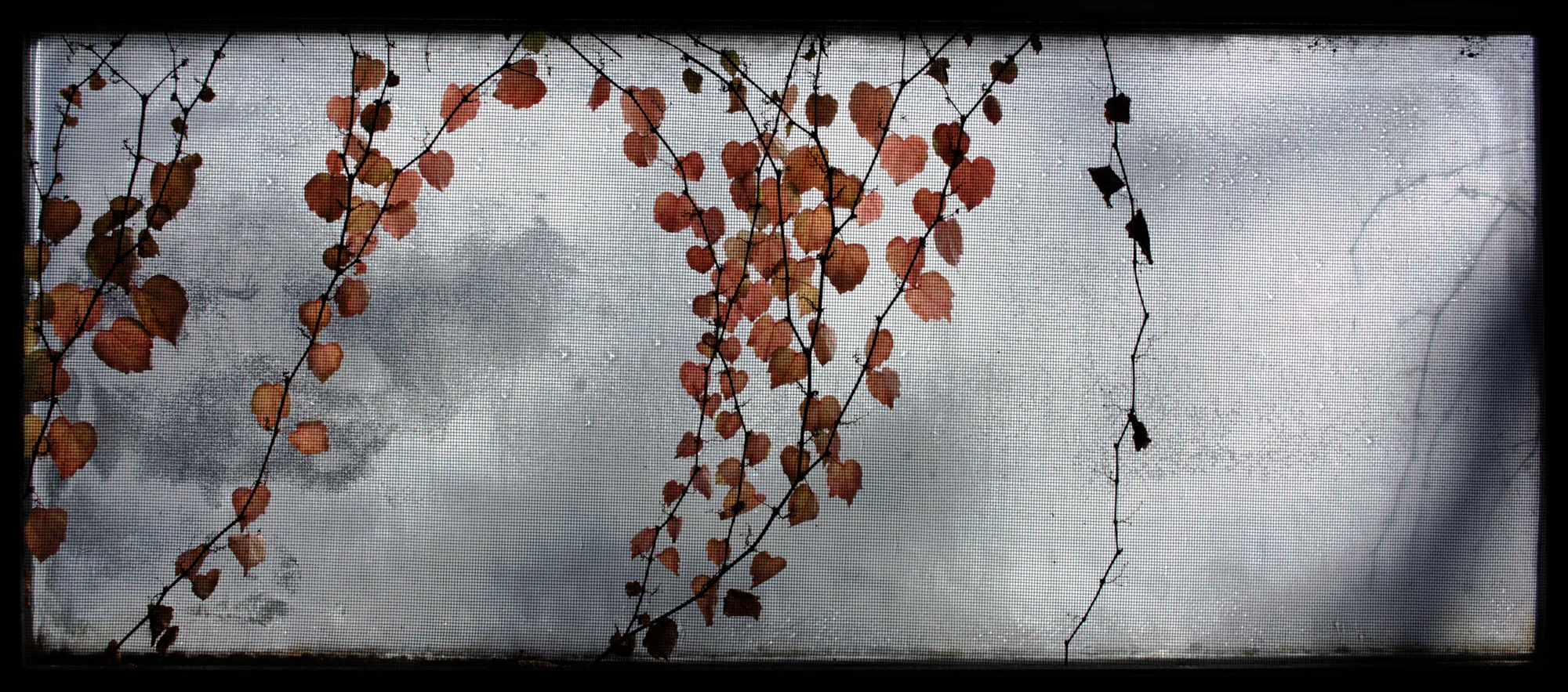 Window_Vines.jpg