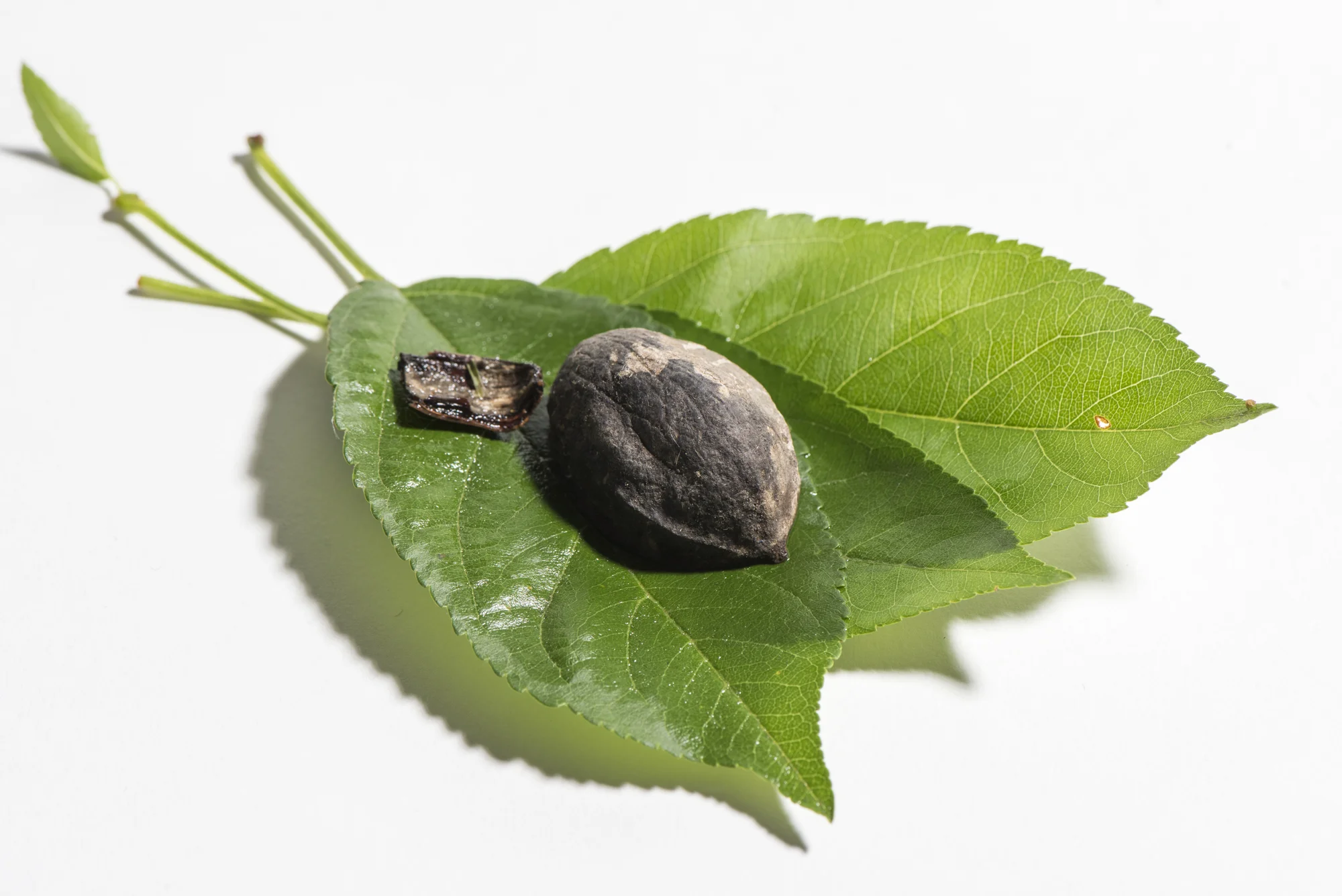 DeCusatis_MaxCapture0048_696.jpg