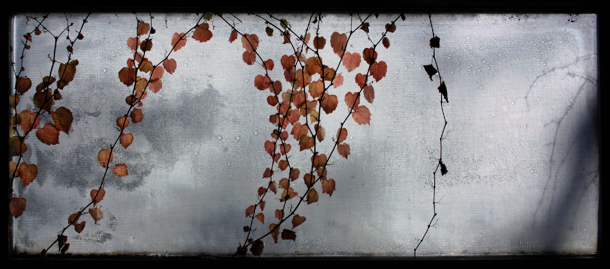 Window_Vines.jpg