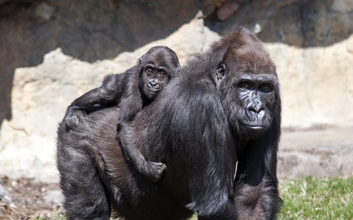 1/Lincoln Park Zoo