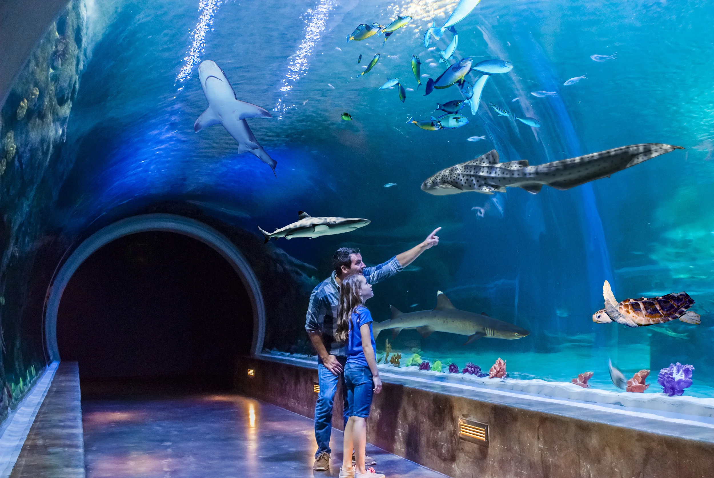 6/The Loveland Living Planet Aquarium