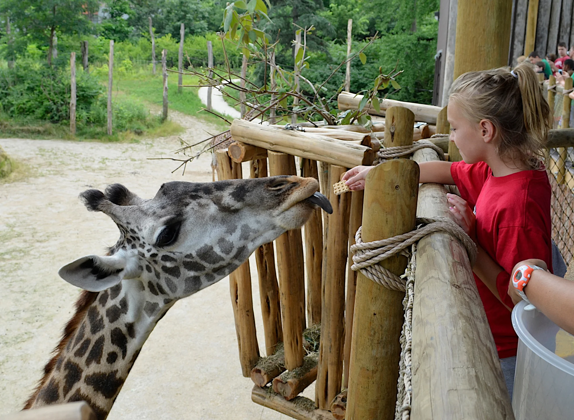 6/Feed a giraffe
