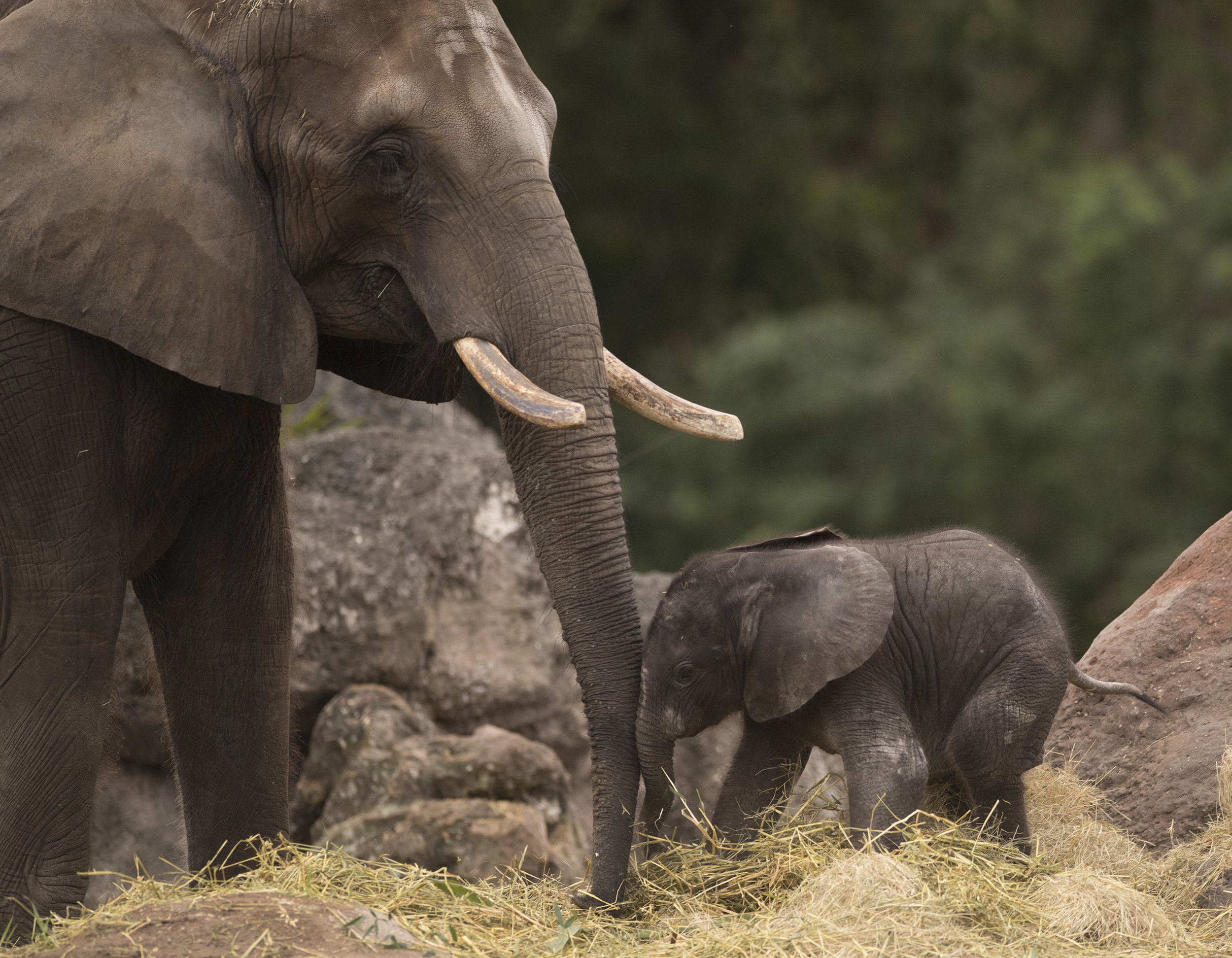 1/Kilimanjaro Safaris