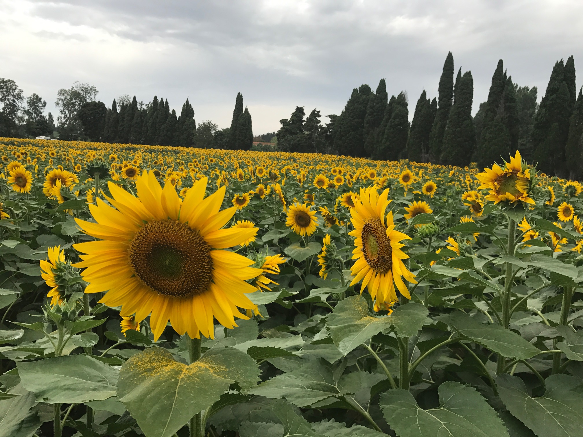3/Scenery like a van Gogh painting