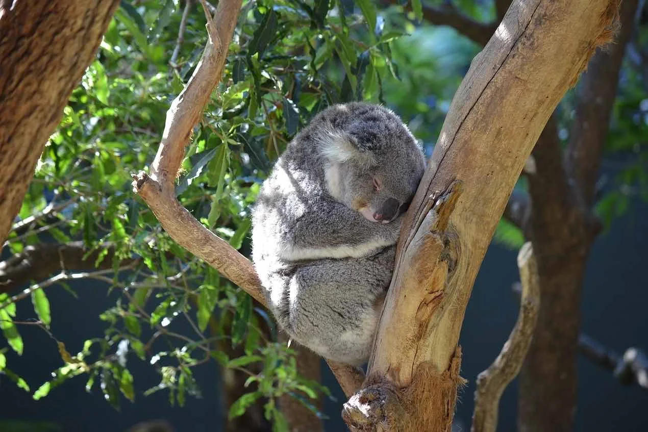 1/Featherdale Wildlife Park