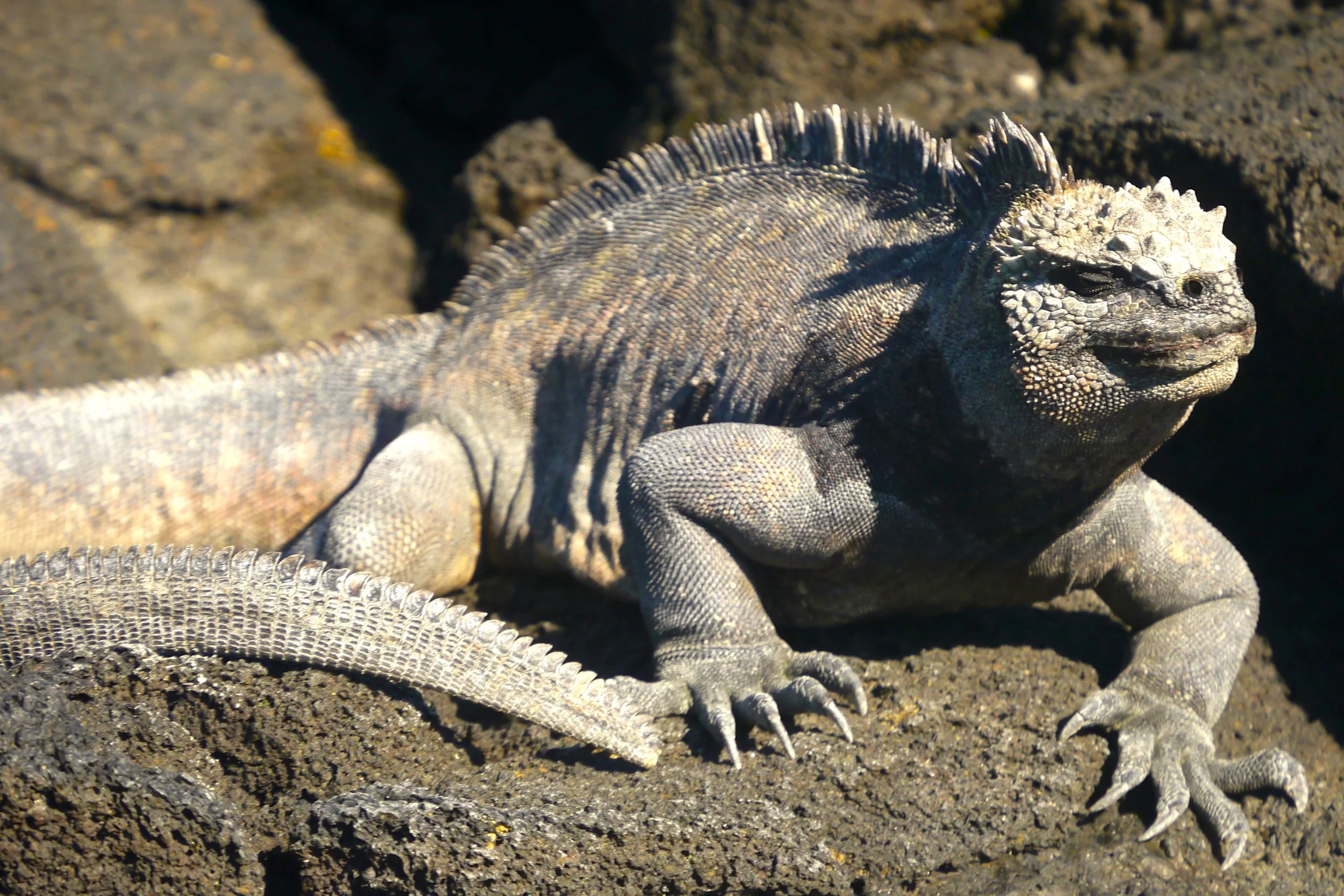 2/Wildlife viewing in the Galápagos