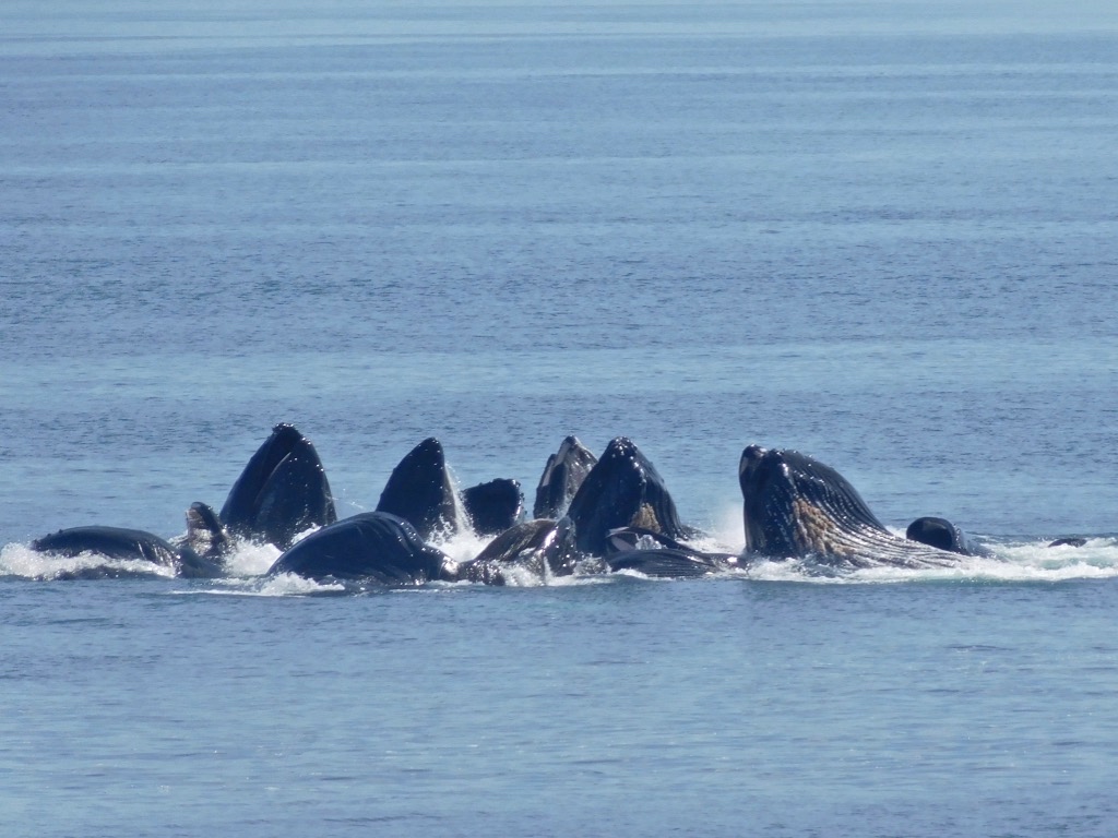 1/Whale watching