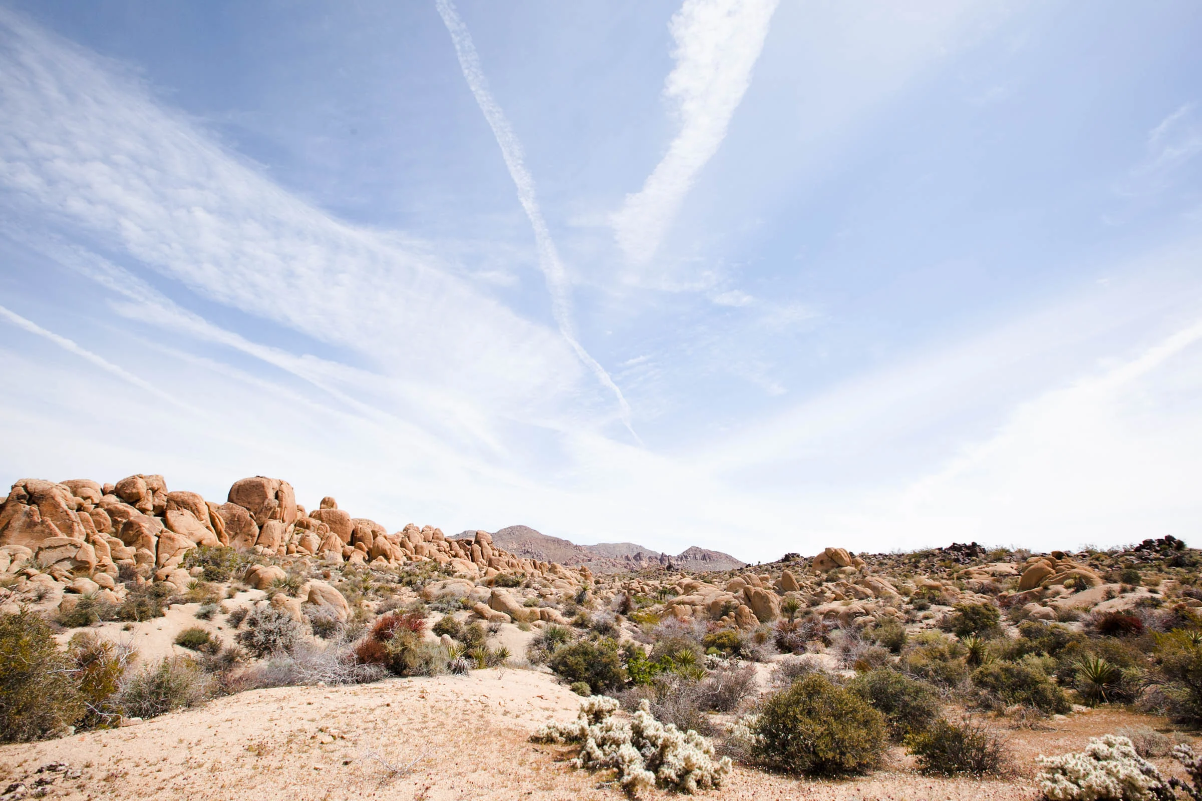 Joshua Tree / Jennifer Chong
