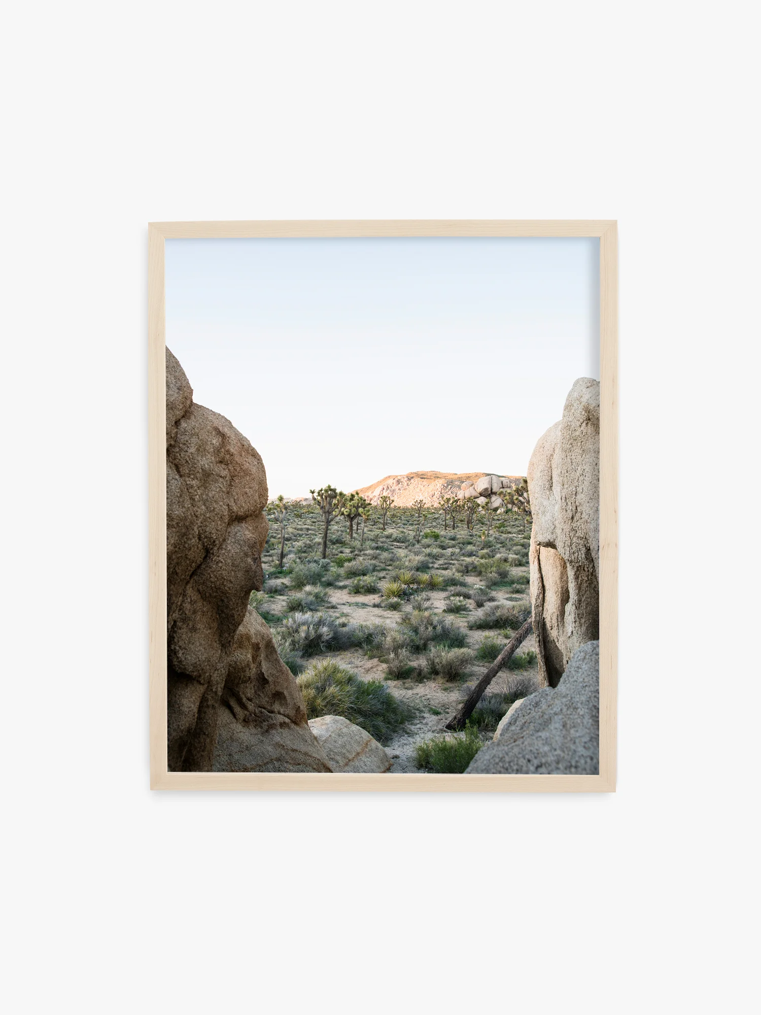 Looking out on Joshua Tree — Available as a Print or Framed in White or Black Wood. Comes in frames 8x10 up to 30x40.