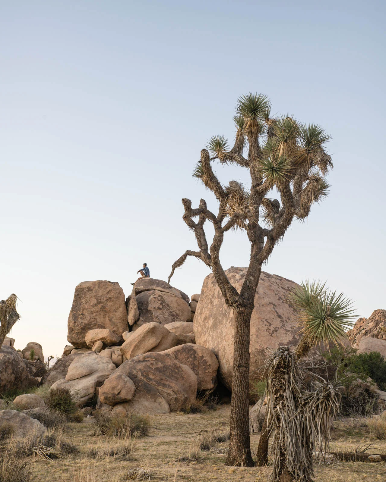 Joshua Tree Views / Jennifer Chong