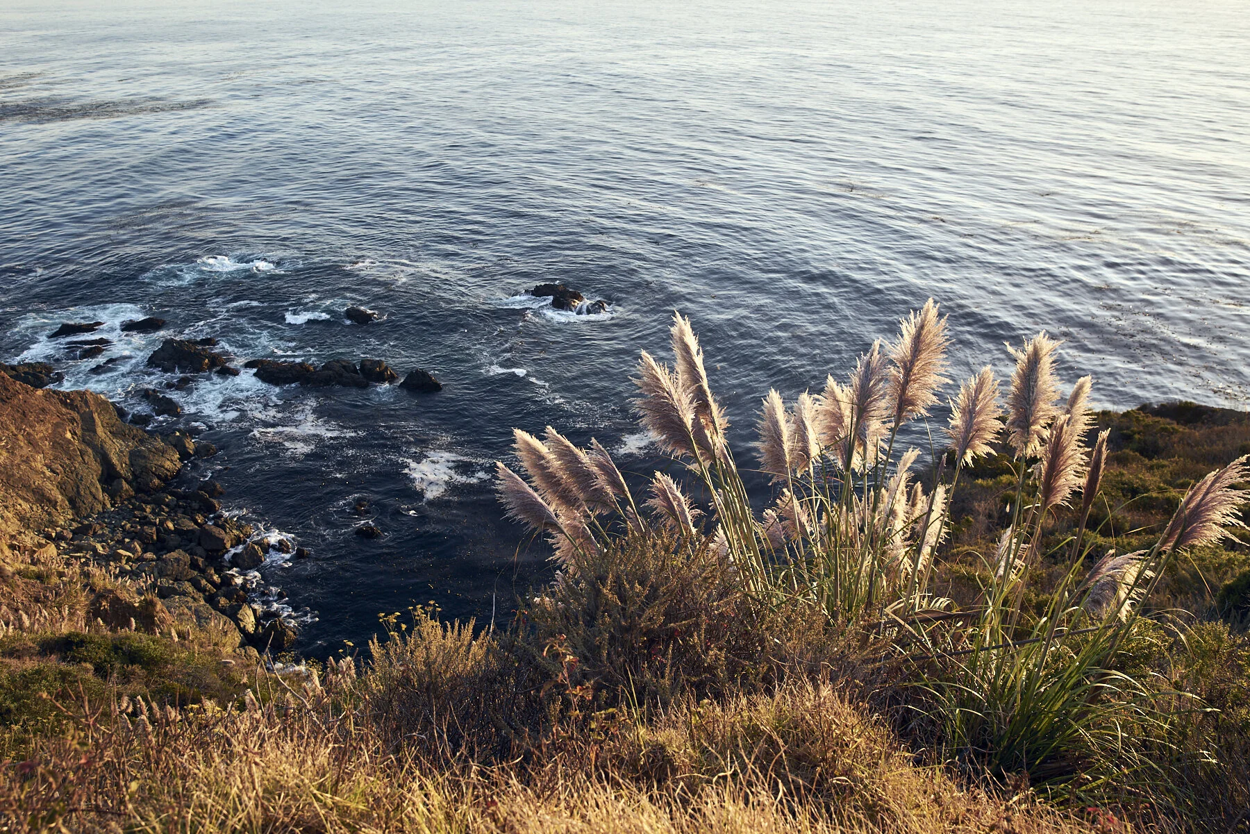 Pampas Grass in Big Sur / Jennifer Chong