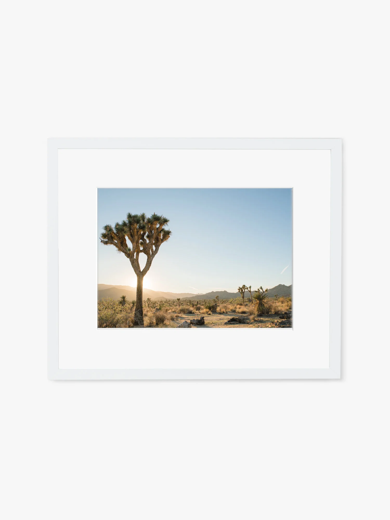 Joshua Tree Print - Availabile in 8x10 and larger!