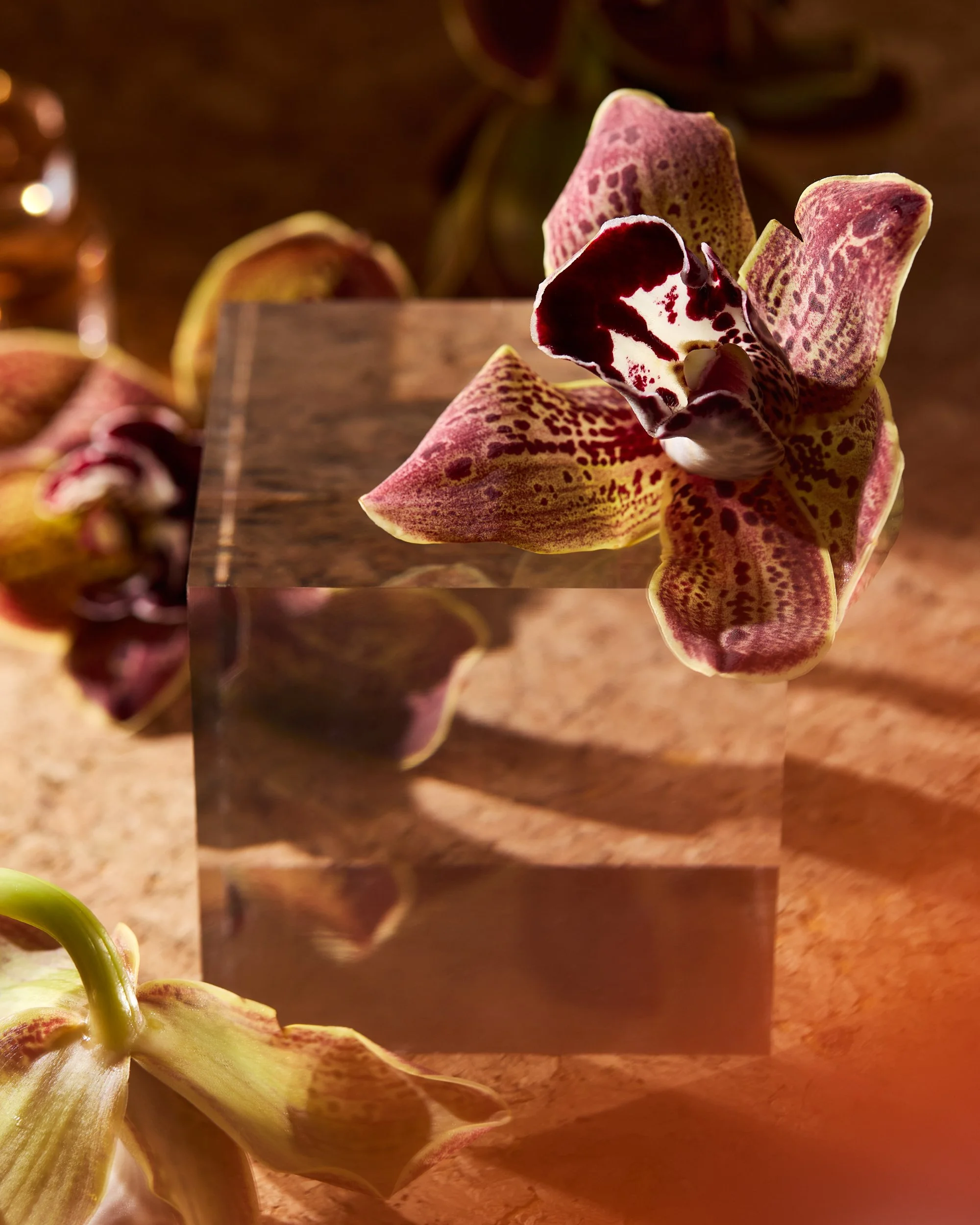 Beauty Still Life / Jennifer Chong