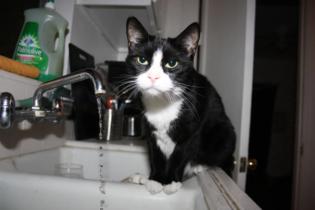 DO YOU FEEL LIKE THIS CAT.jpg