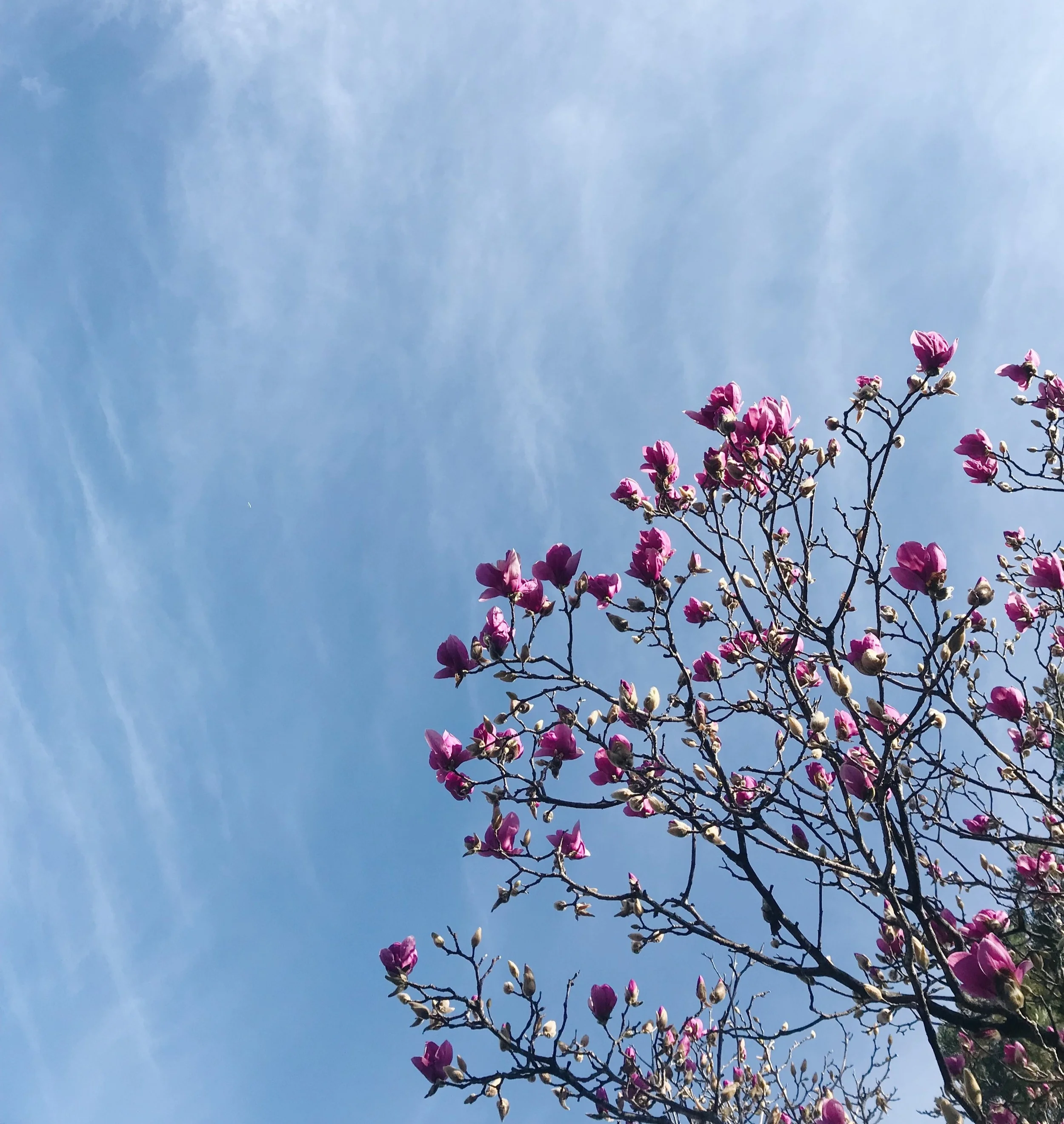 A rare rain-free moment from early February in San Jose.