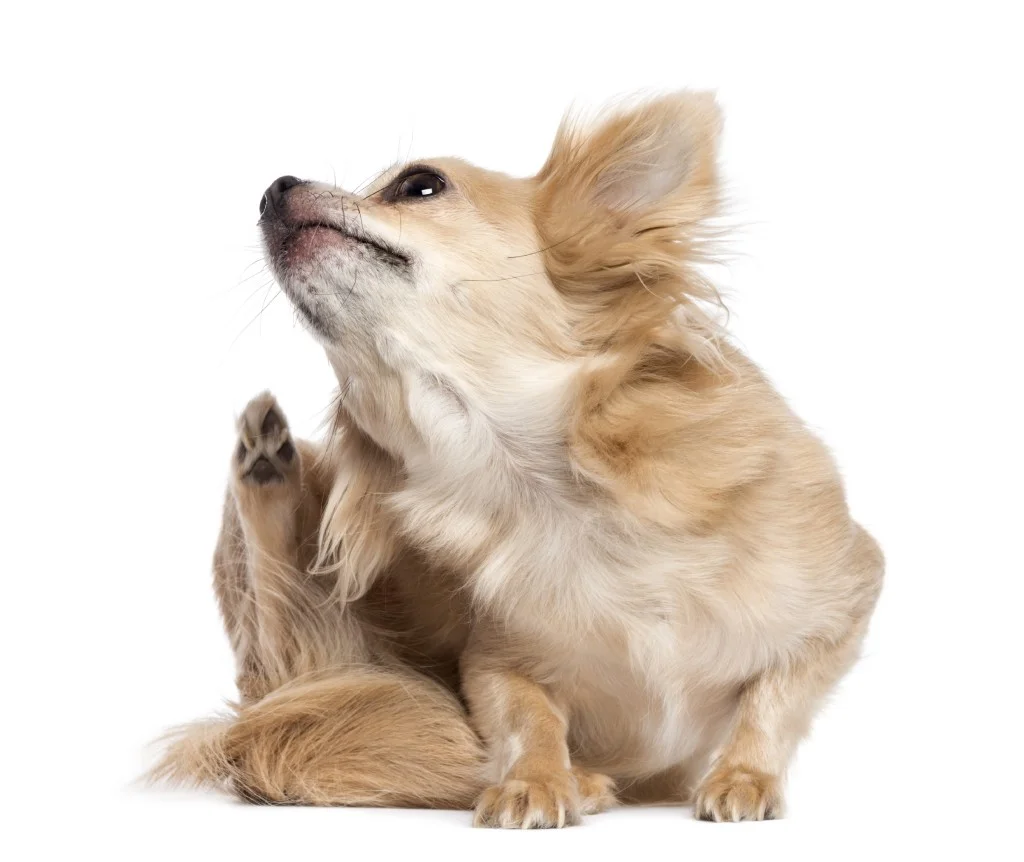 04253-Yellow-Labrador-scratching-its-neck-white-background.jpg