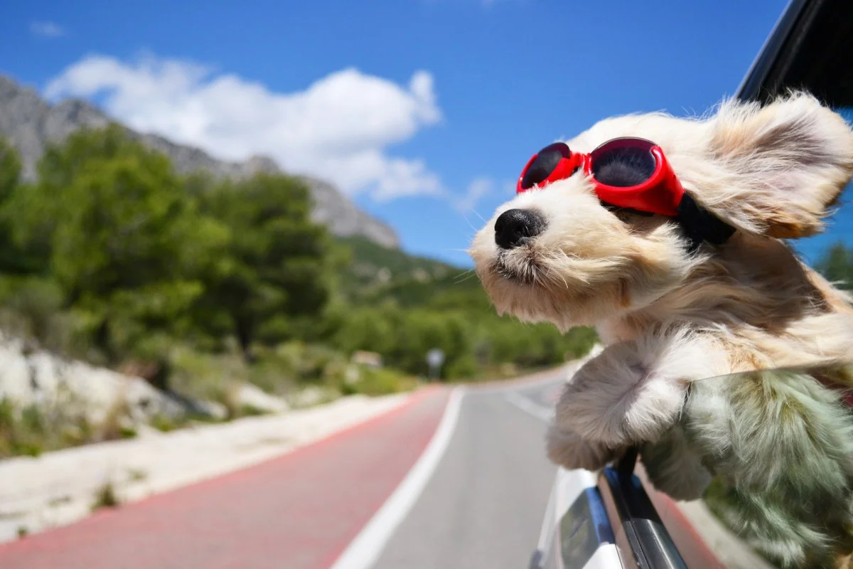 car-dog.jpg
