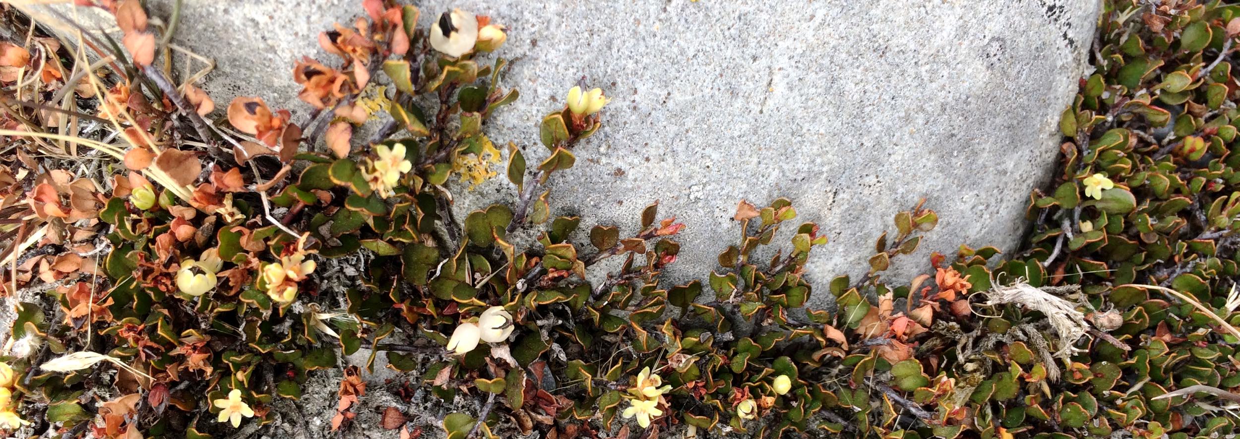 Muehlenbeckia axillaris banner IMG_6231.jpg