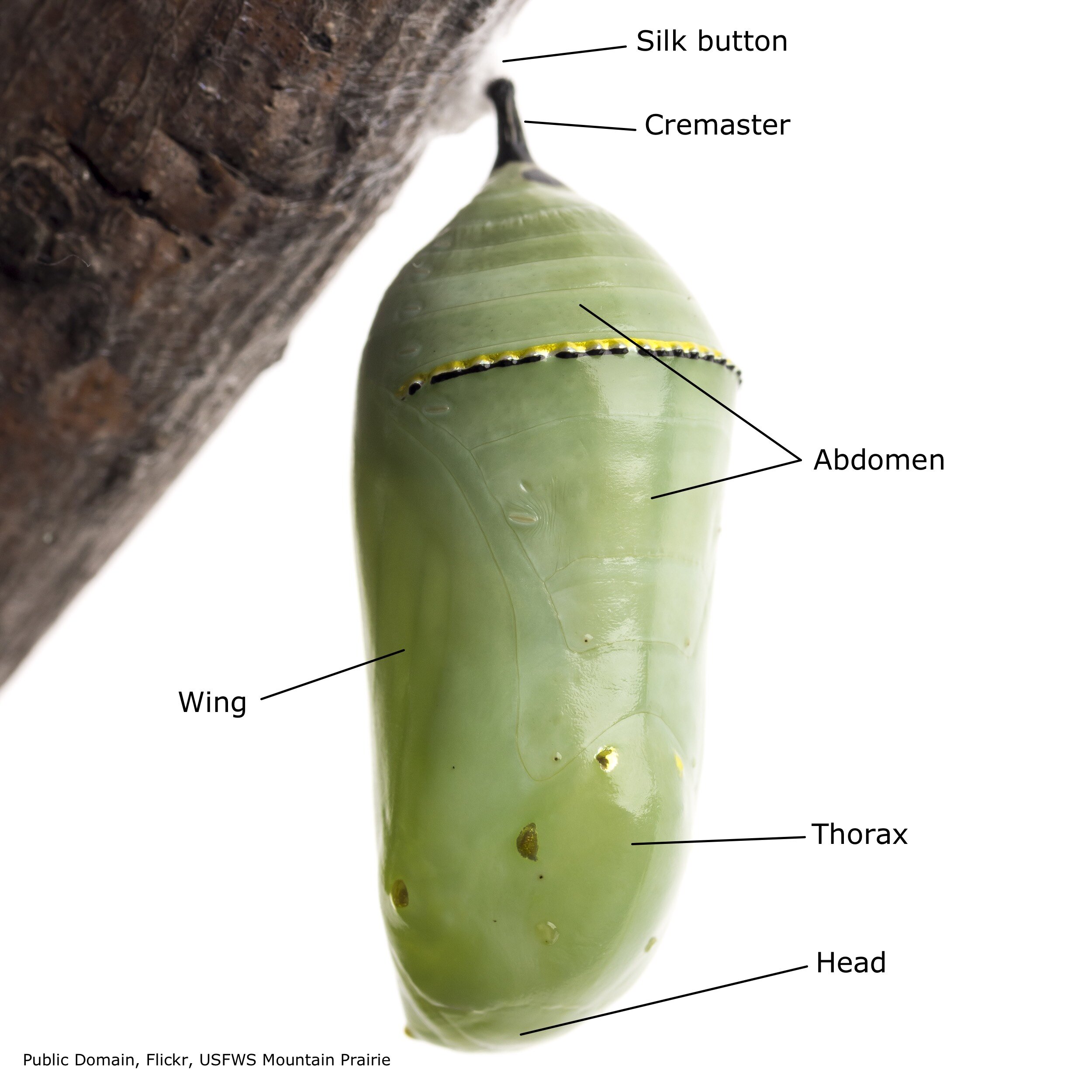 Fig 6. Side view: parts of monarch, within chrysalis.
