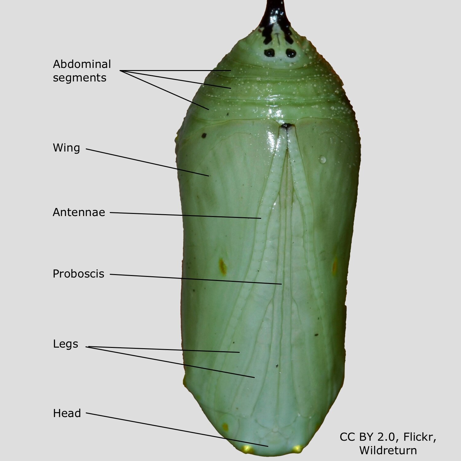 Fig 7. Parts of monarch, within chrysalis.