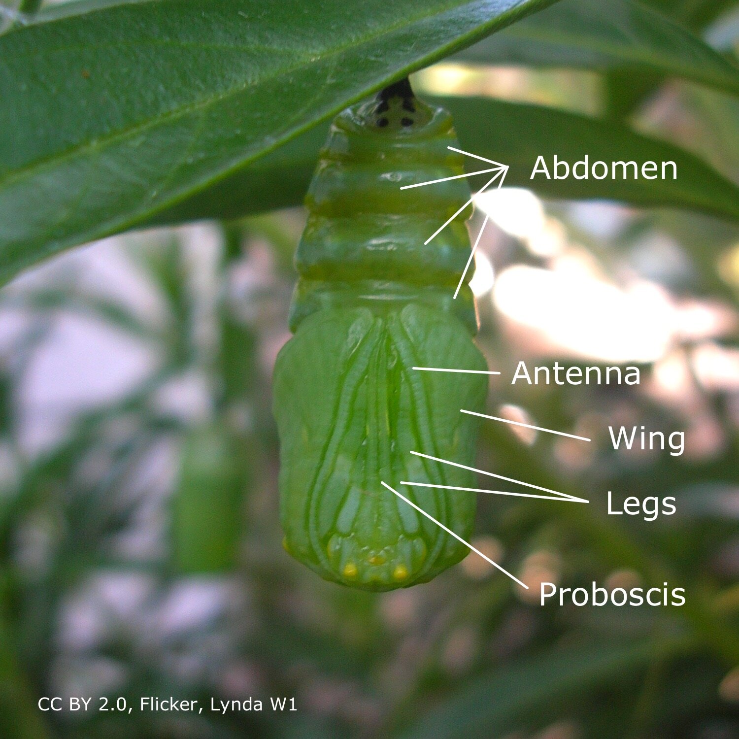 Fig 8. Chrysalis, just formed.