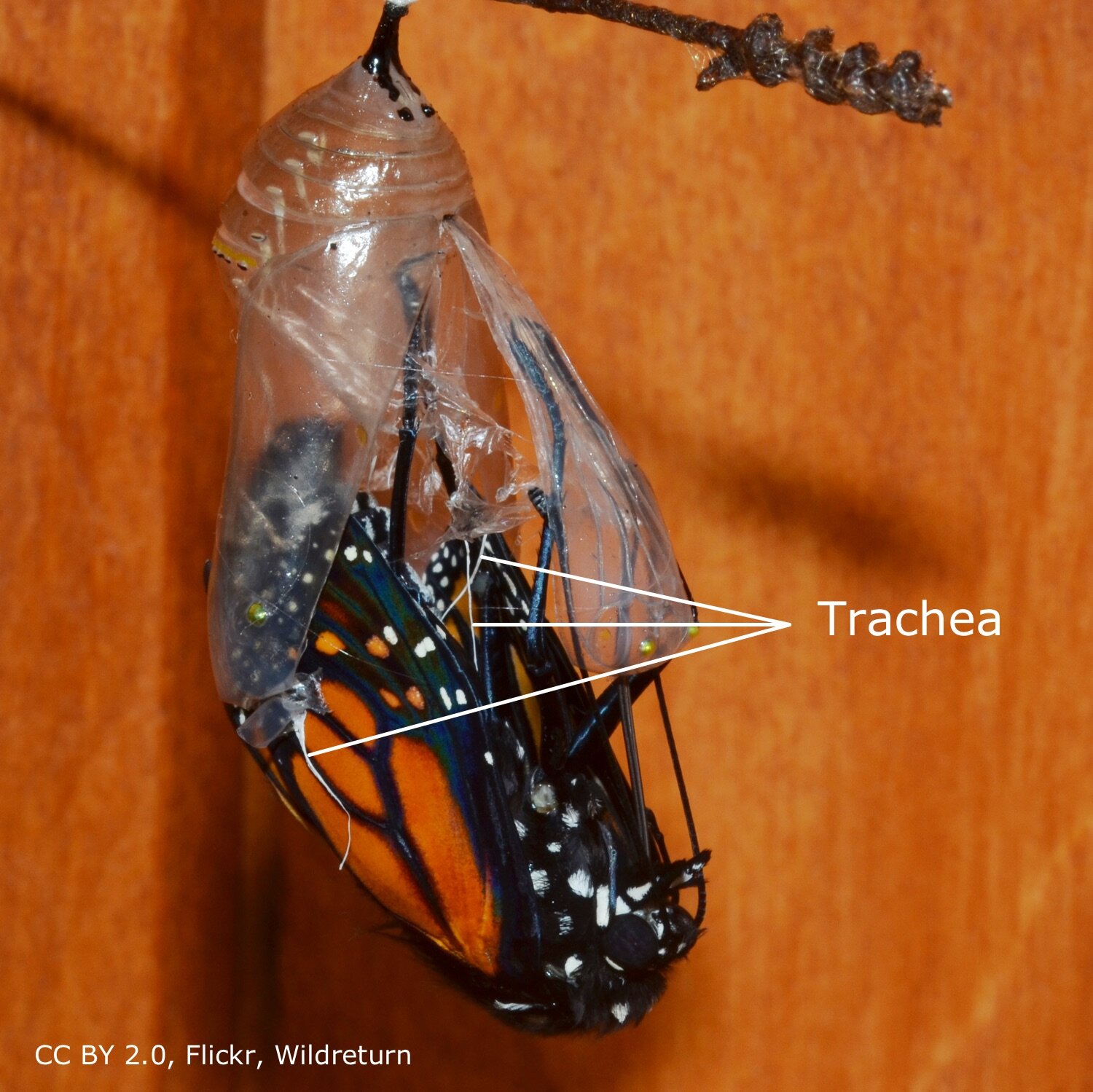 Fig 4. Emerging butterfly, trachea visible.
