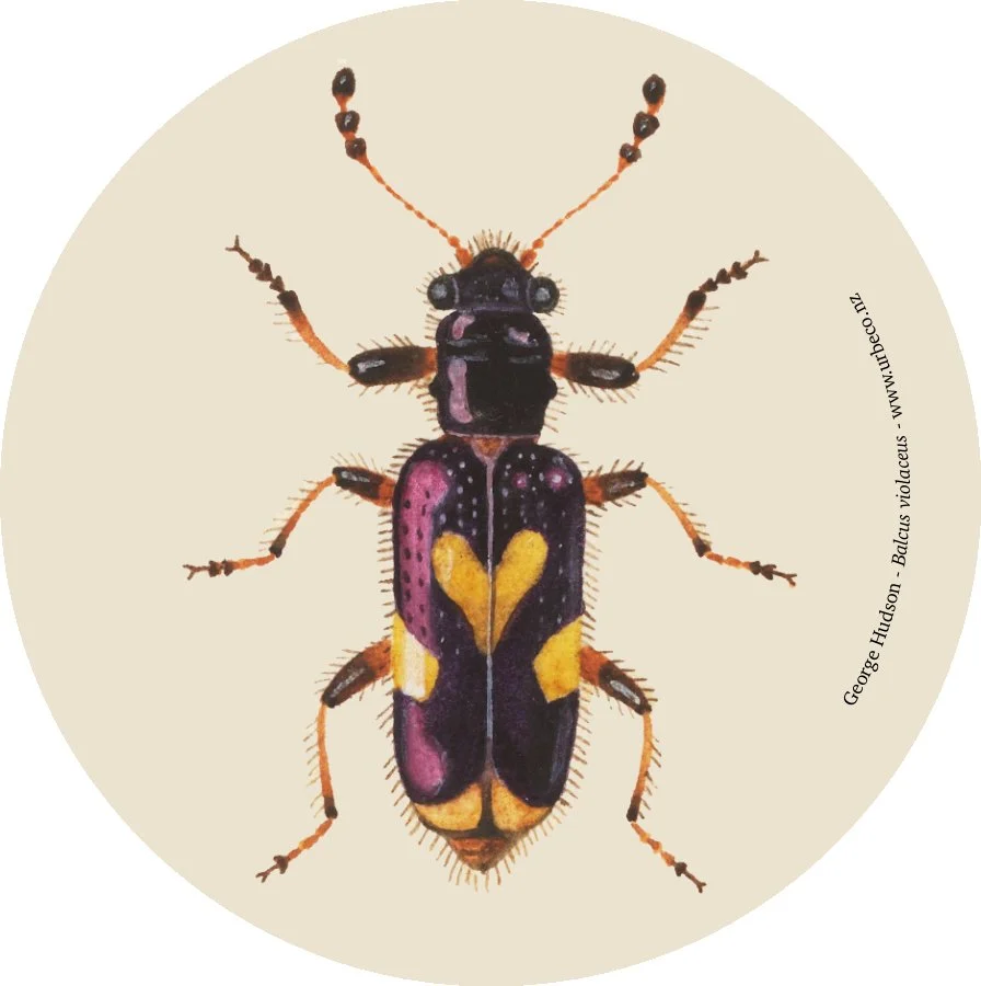 Balcus violaceus MA_I663218_TePapa_Original-hand-painted_full-4.jpg