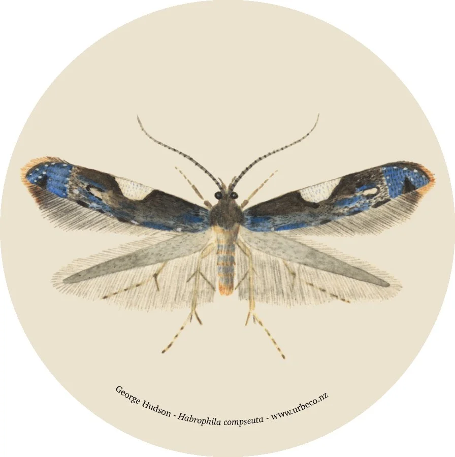 Habrophila compseuta MA_I437901_TePapa_Plate-XL-The-butterflies_full.jpg
