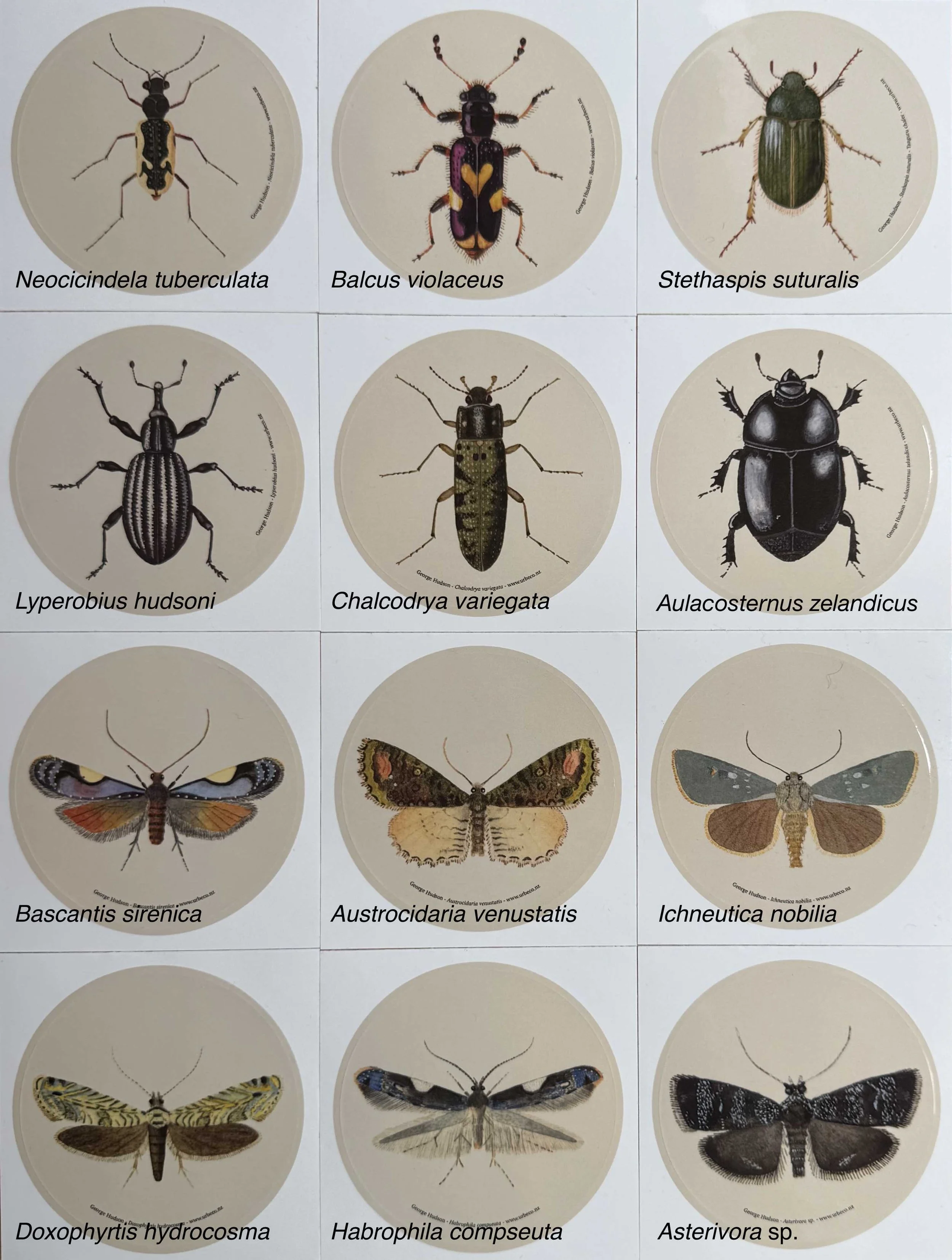 George Hudson  Labelled stickers 76 mm.jpg