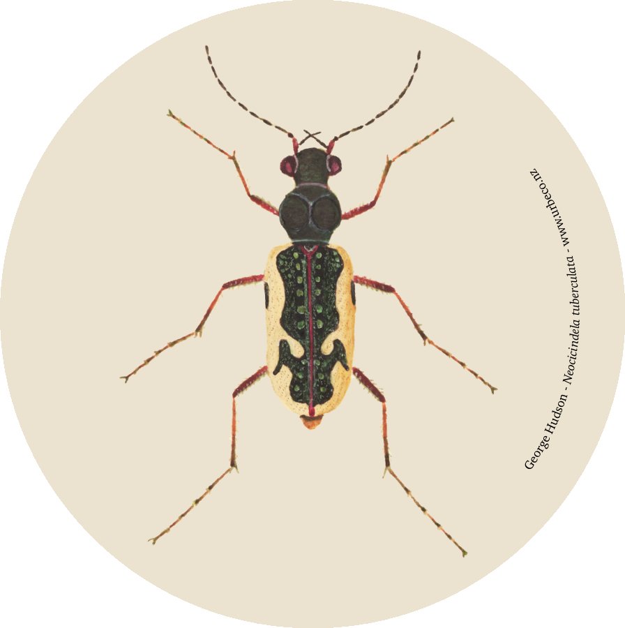 Neocicindela tuberculata MA_I663203_TePapa_Original-hand-painted_full-1.jpg