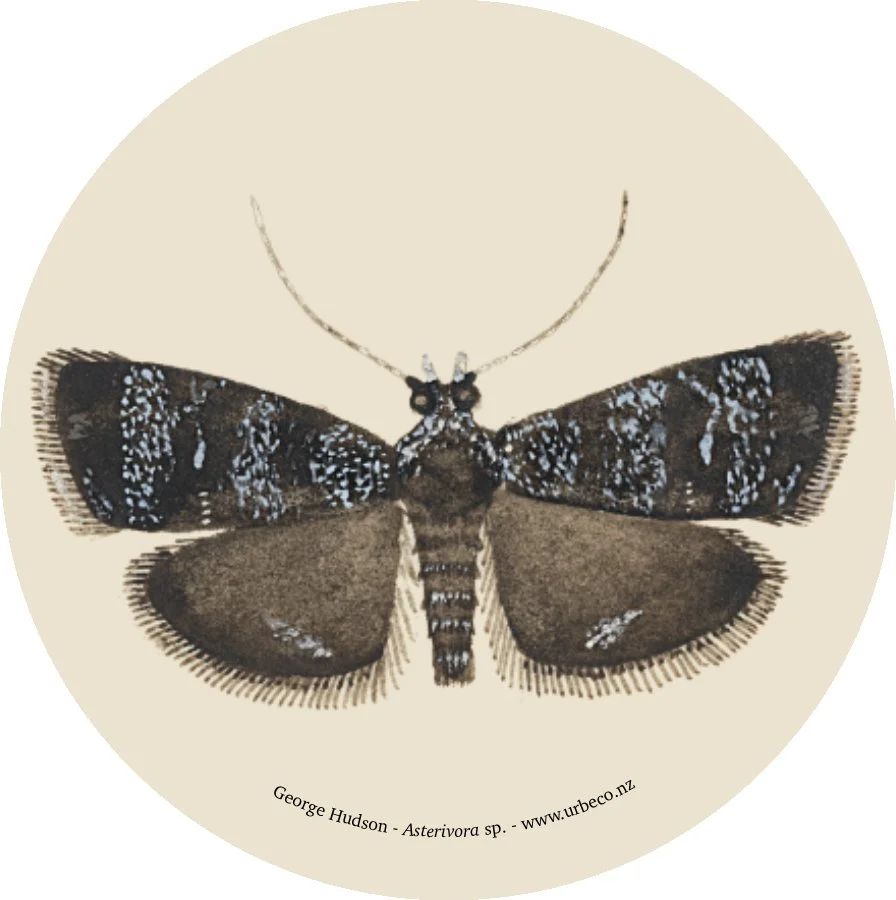 Asterivora sp. MA_I770994_TePapa_Entomology-watercolour_full.jpg