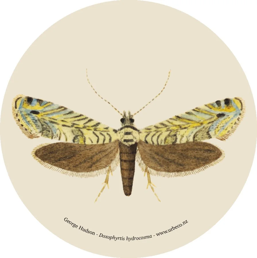Doxophyrtis hydrocosma MA_I437895_TePapa_Plate-XXXIV-The-butterflies_full-15.jpg