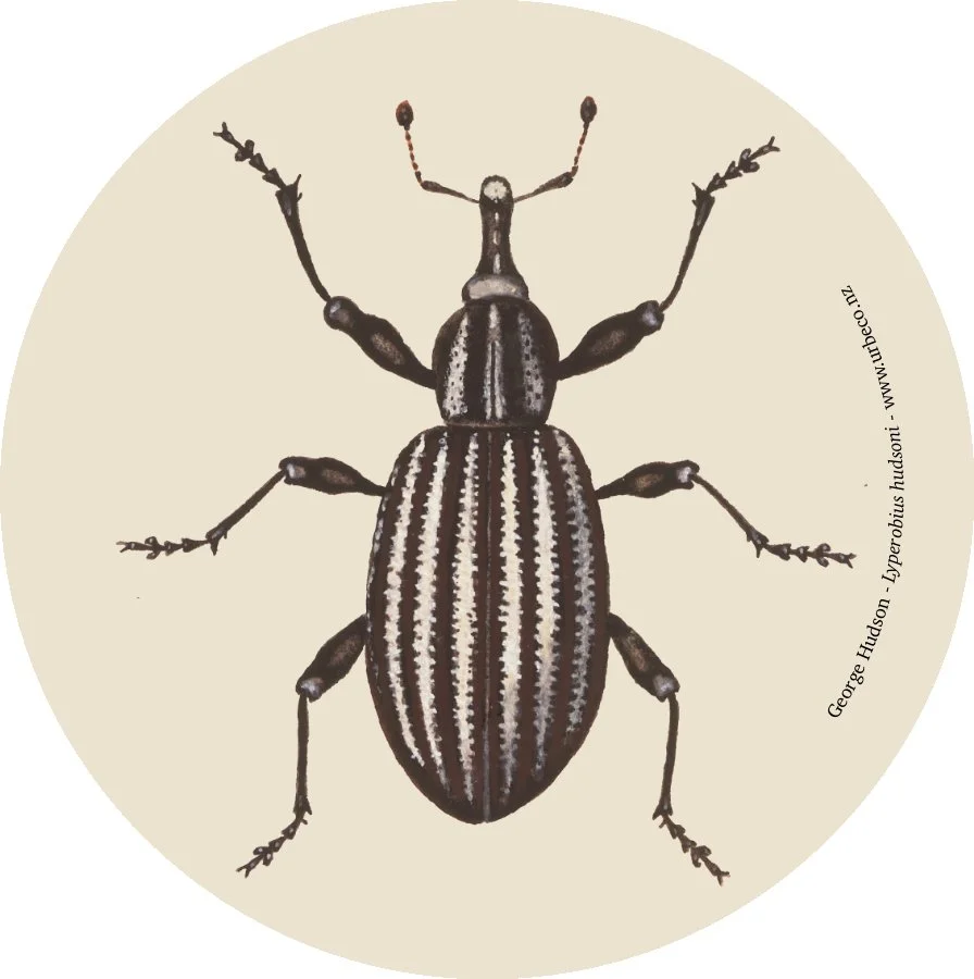 Lyperobius hudsoni MA_I663215_TePapa_Original-hand-painted_full-2.jpg