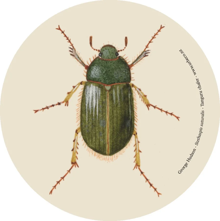 Stethaspis suturalis MA_I663219_TePapa_Original-hand-painted_full 2.jpg