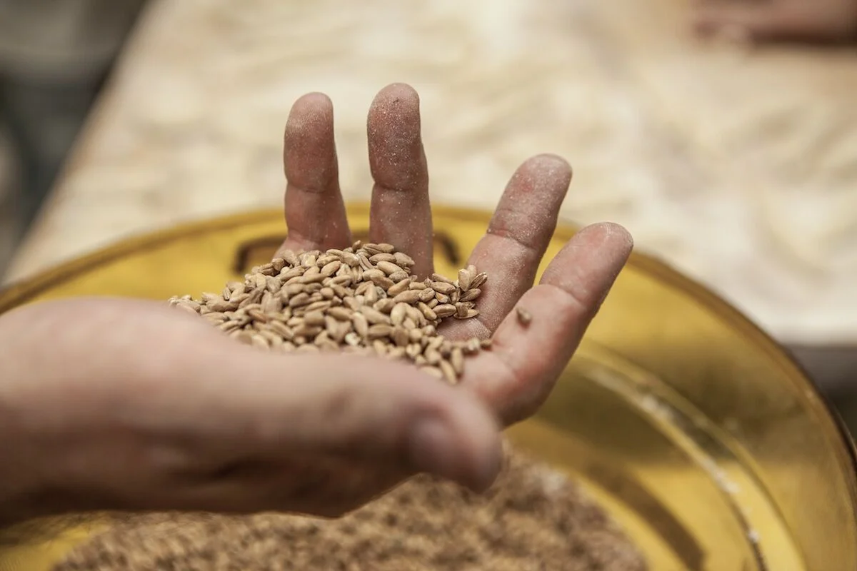 Grains.jpg