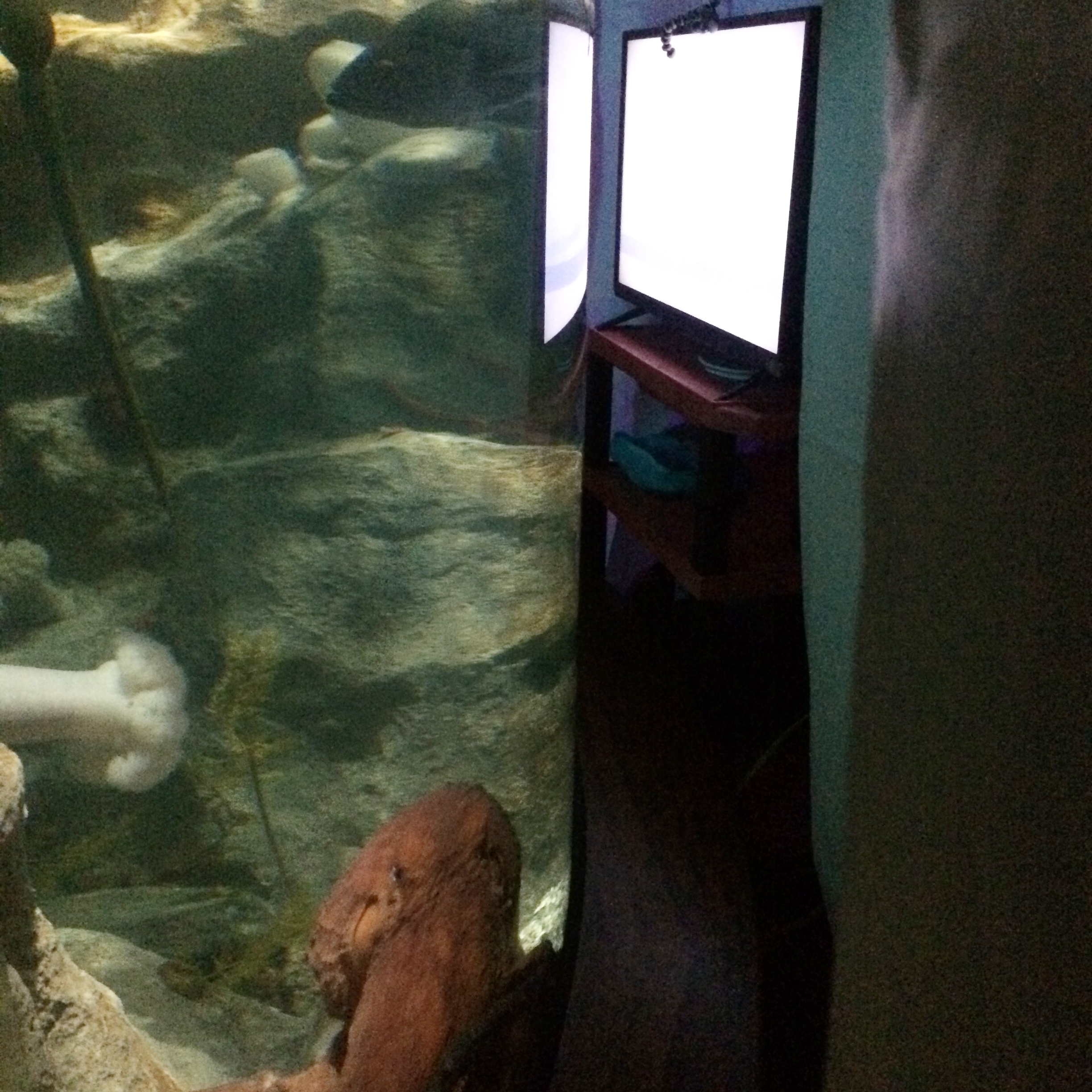  A giant Pacific octopus watches trial video footage of a small conspecific octopus. 