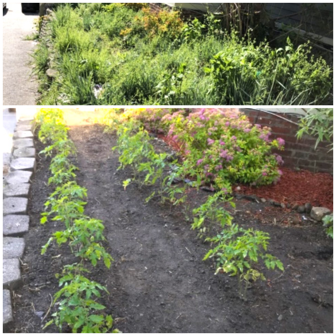 The before and after tells a story of the desire for food sustainability with rows of growing tomato plants right outside the office.