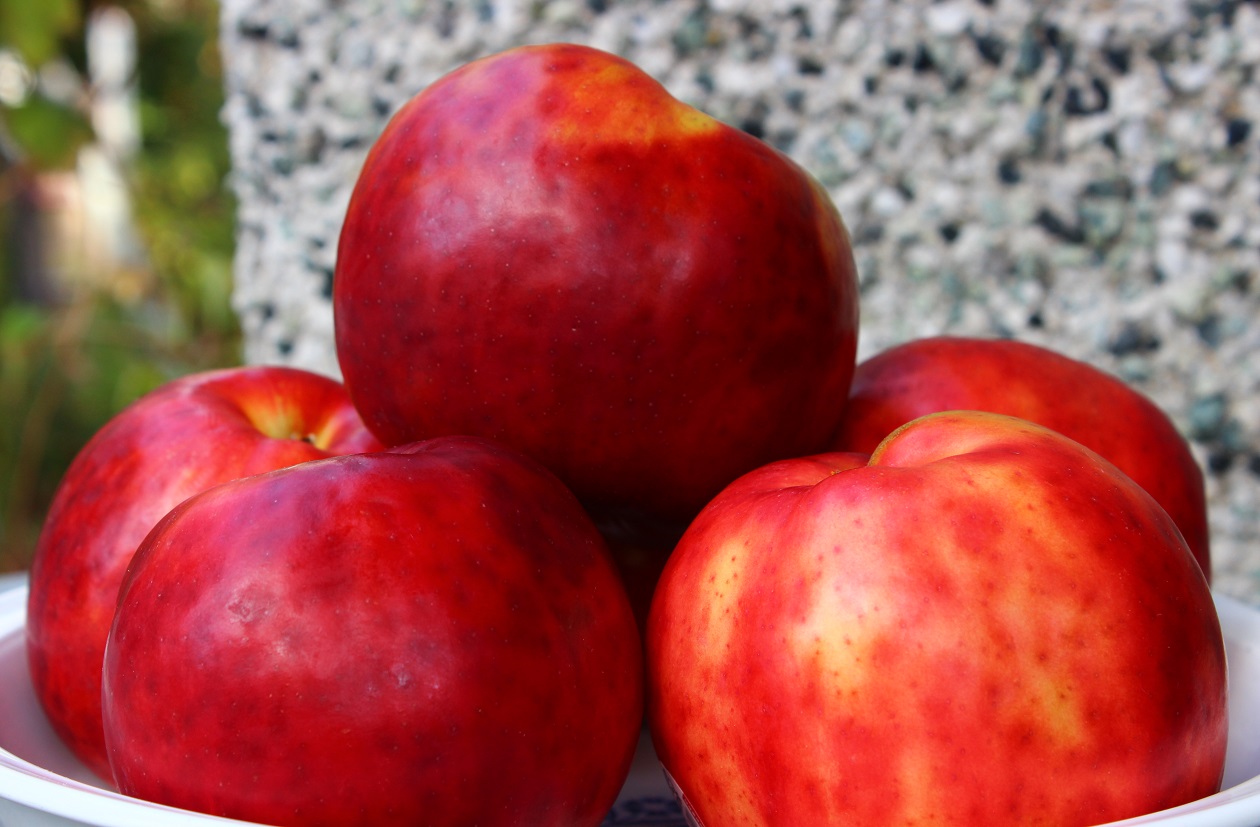 Gravenstein : My Love Affair With An Apple