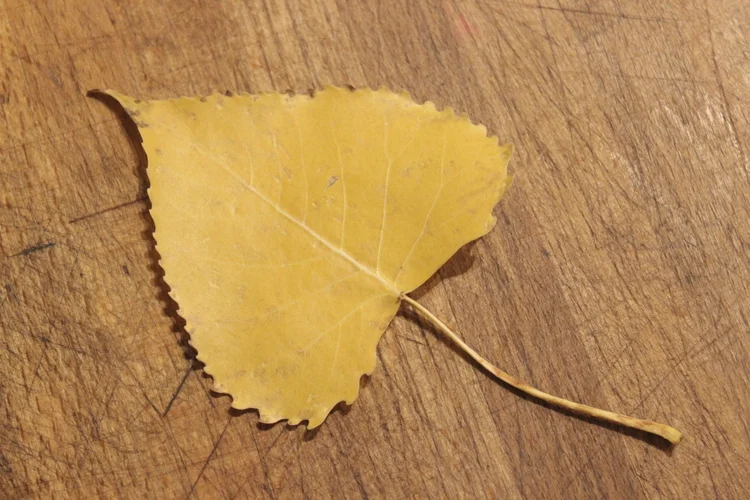 A Leaf Full Of Love