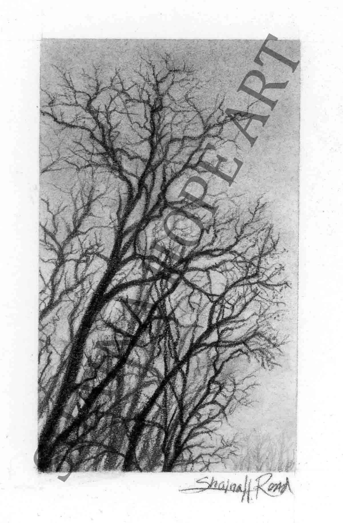 Misty Trees