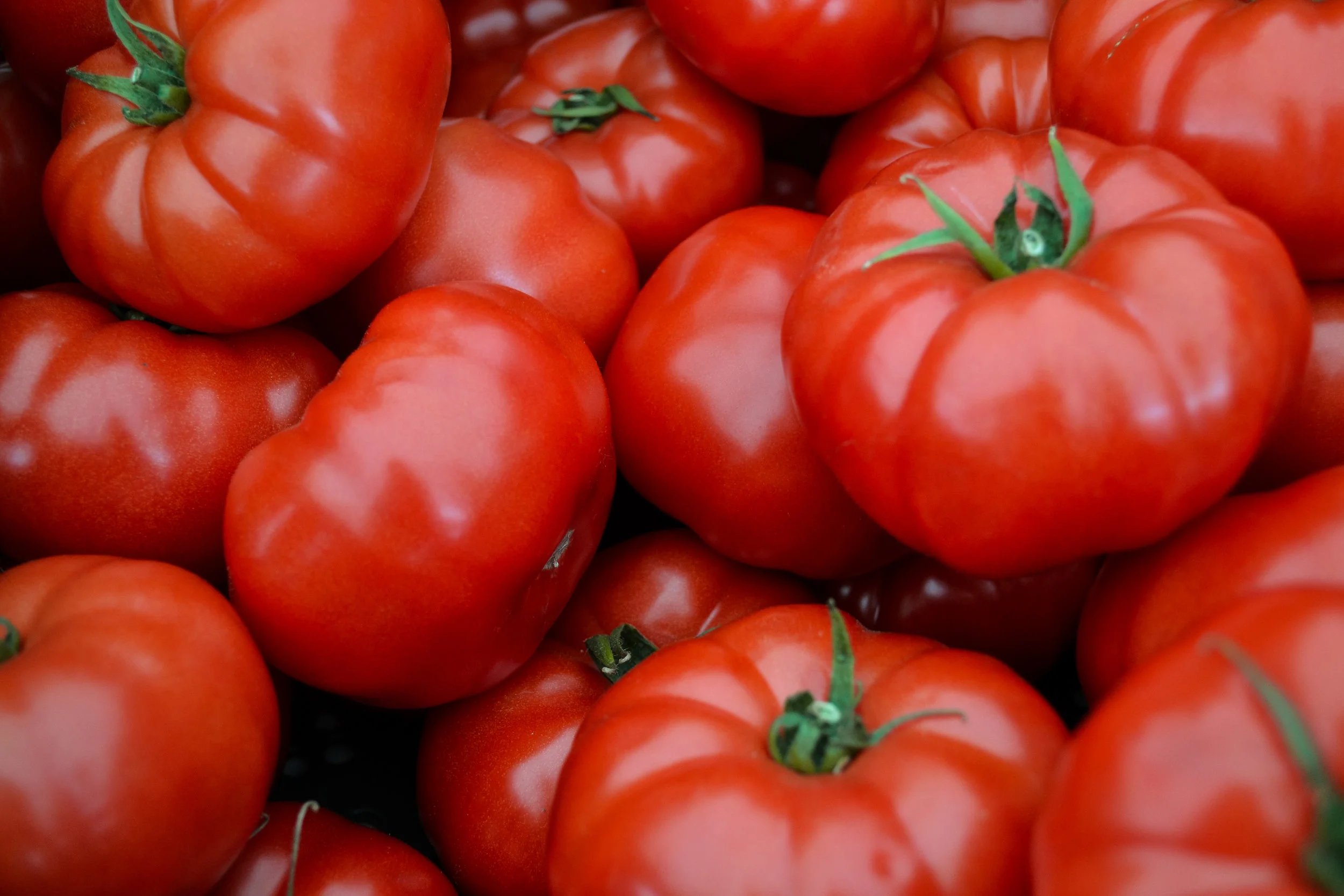 SWEFM tomato.jpg