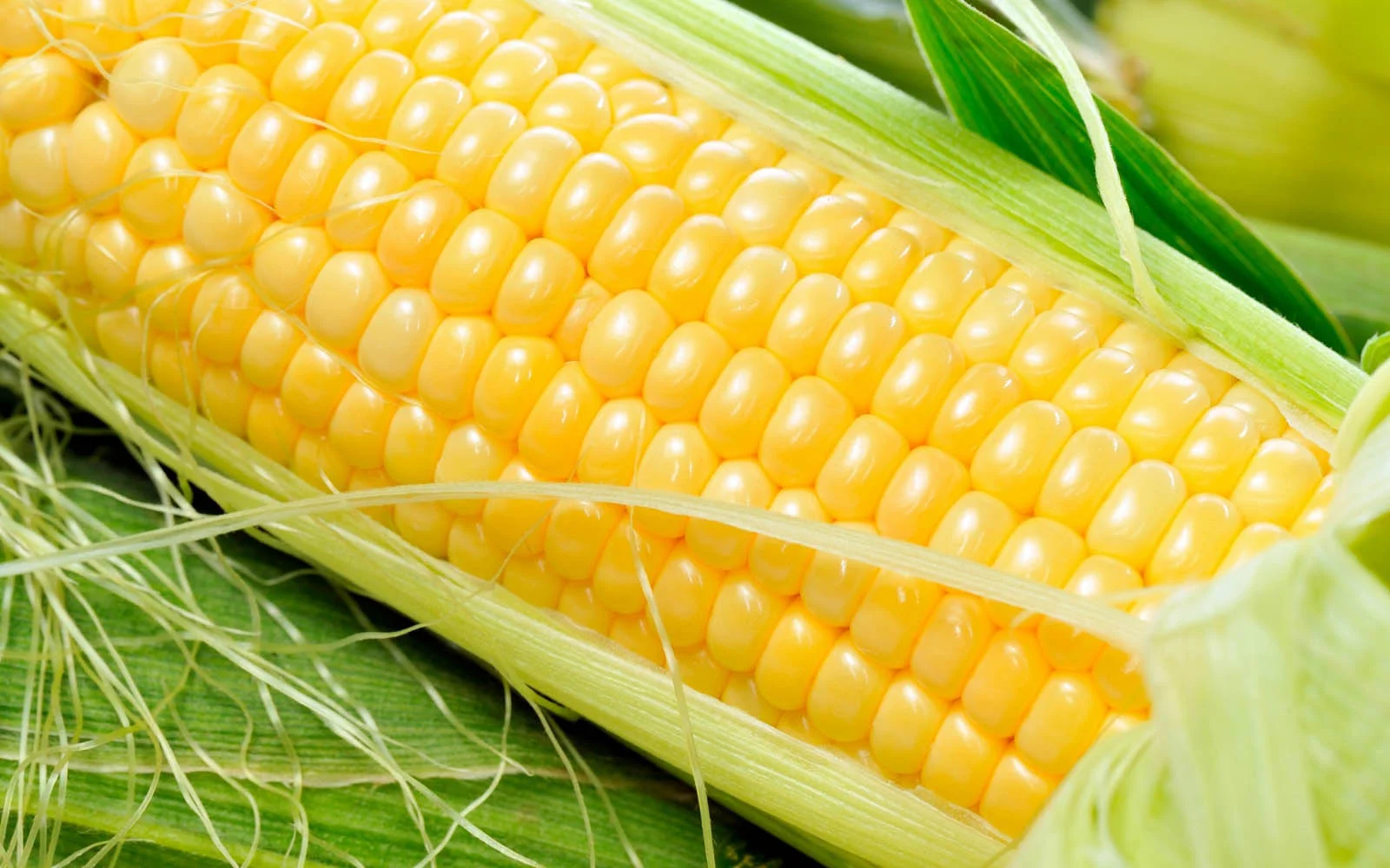 Fresh Corn Wallpapers 3.jpg