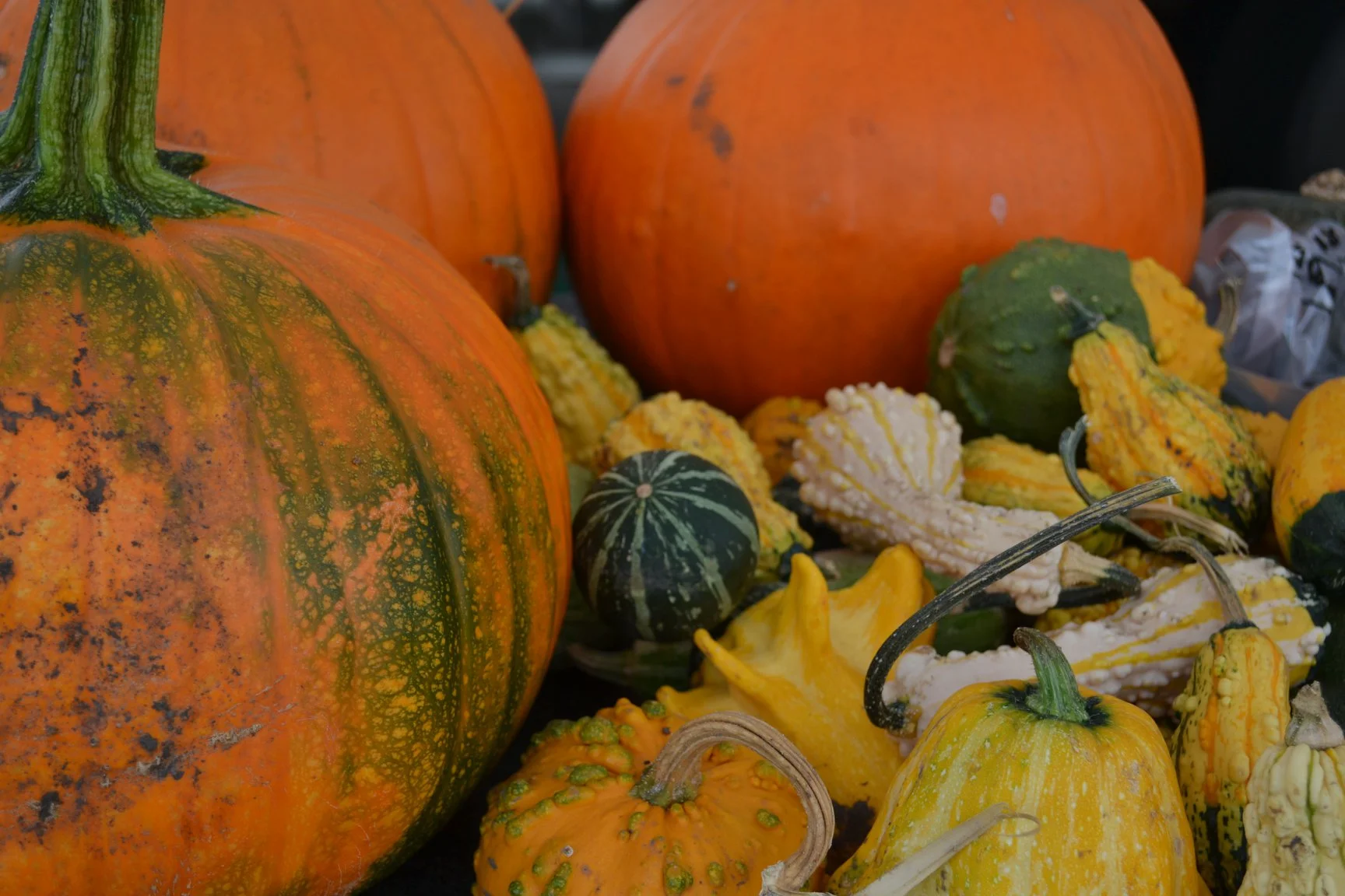 A beautiful display of squash at Riverbend Gardens