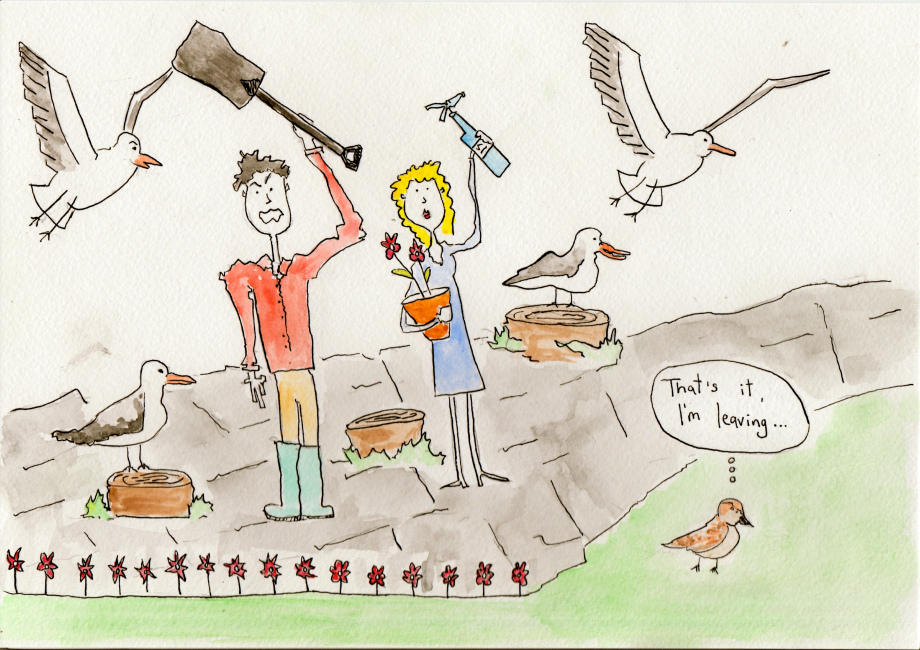 The Seagull Plague